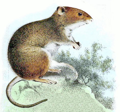 Long-clawed mouse  Chelemys megalonyx