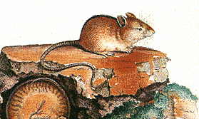 Northern birch mouse
