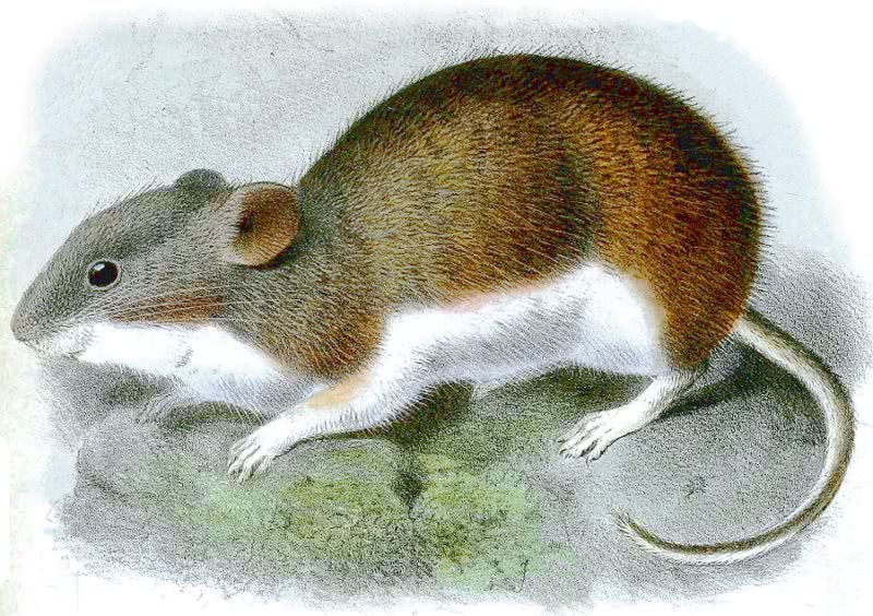 Painted big-eared mouse  Auliscomys pictus