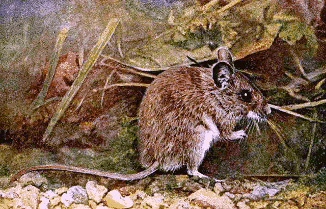 Wood mouse  Apodemus sylvaticus