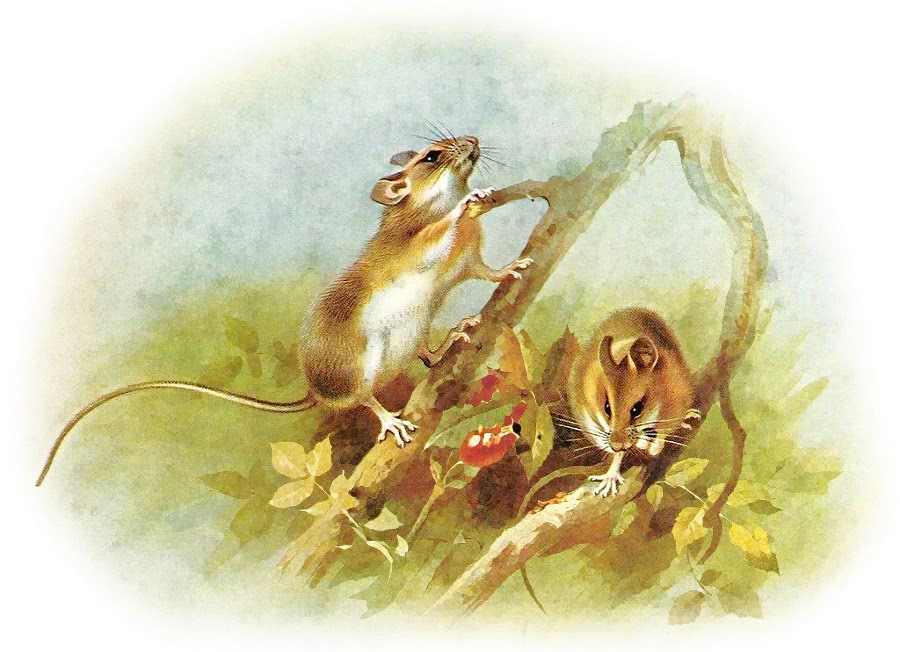 Yellow-necked Wood mouse