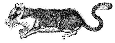 dormouse drawing 1607