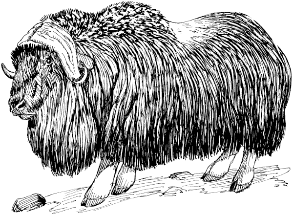 musk ox drawing