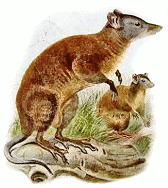 Musky rat kangaroo 1870