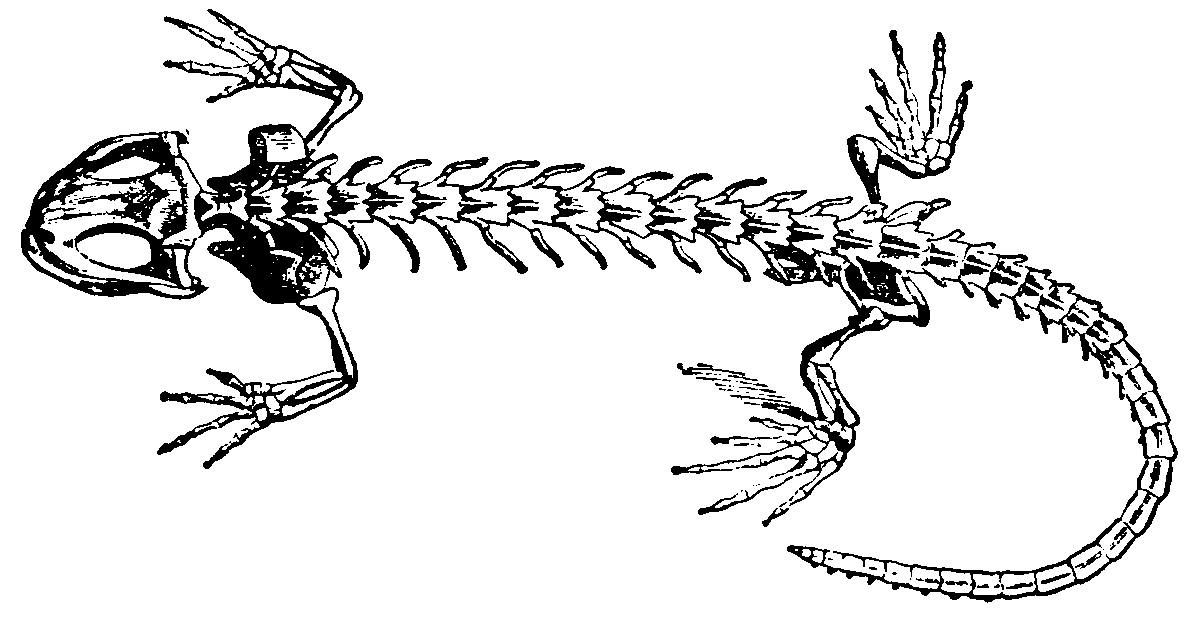 Newt skeleton