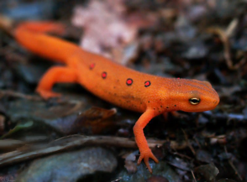red spotted newt