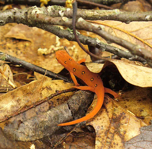 red spotted newt eft