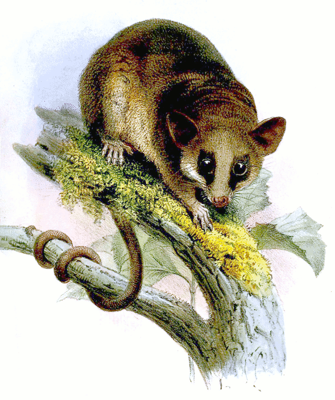 Linnaeus mouse opossum  Marmosa murina