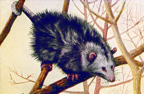 Opossum 4