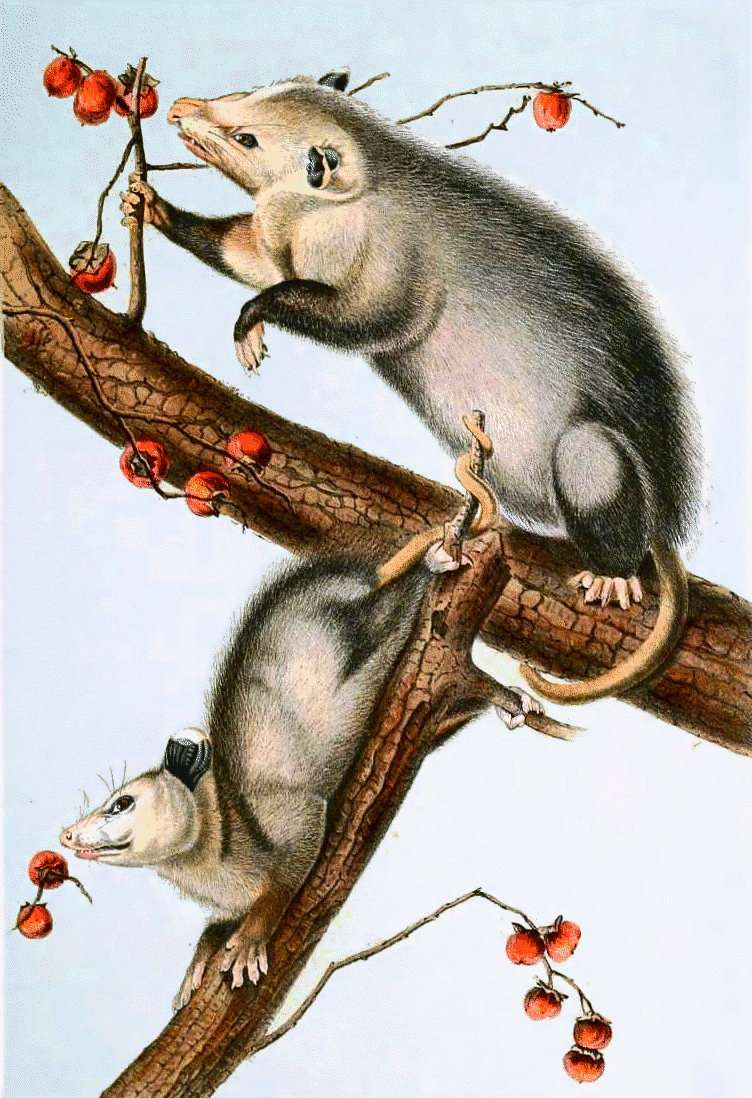 Opossum  Audubon