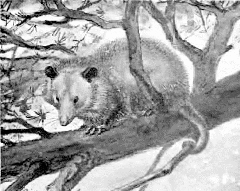 Opossum sketch