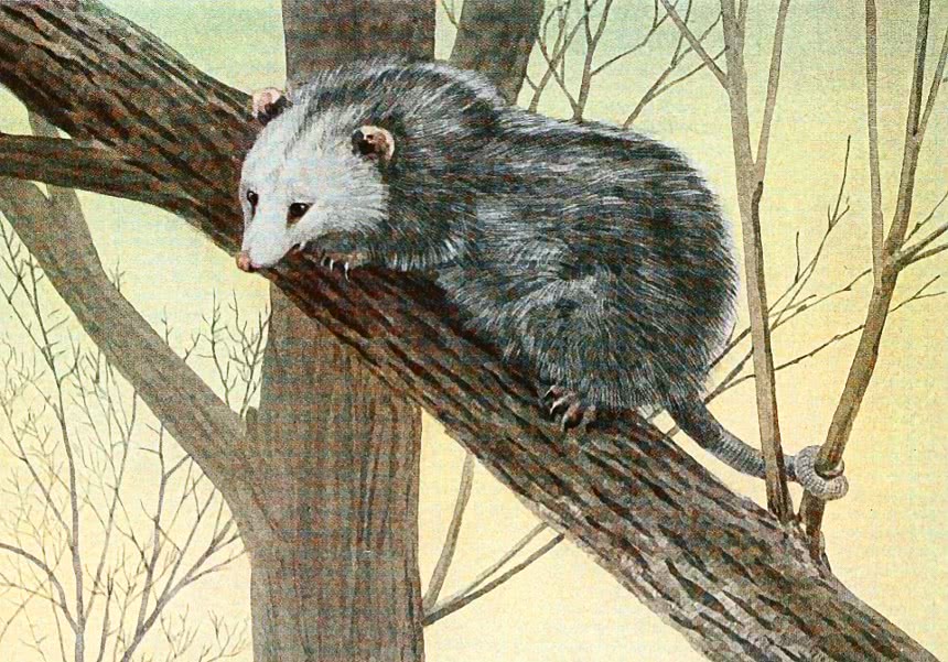 Opossum up tree