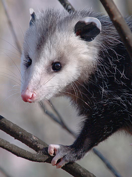 opossum 11 06 2011