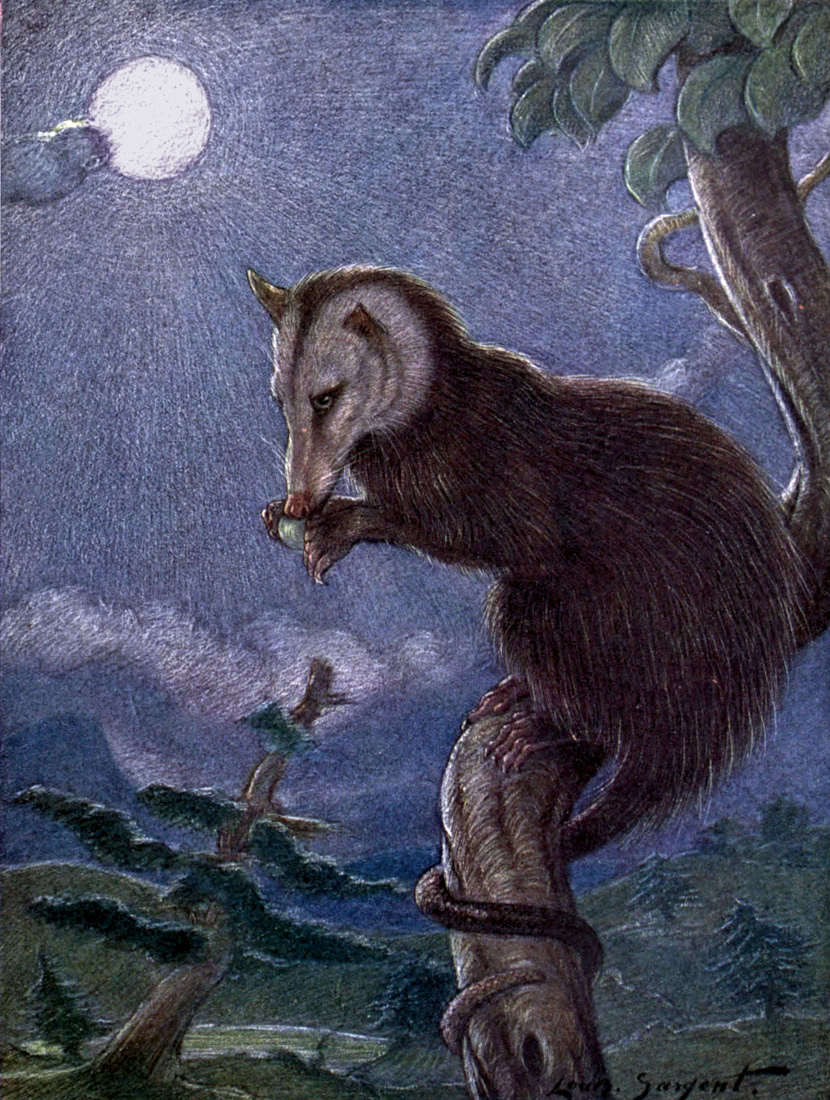 Opossom moonlight