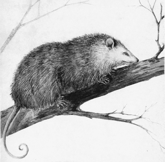 opossum in tree
