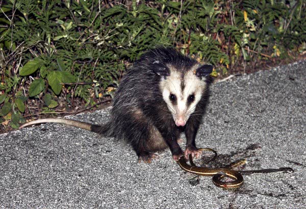 oppossum eating snake