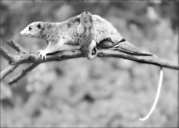 woolly opossum carrying young