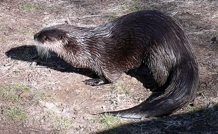 Northern River Otter  Lontra canadensis