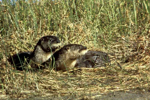 northern river otters