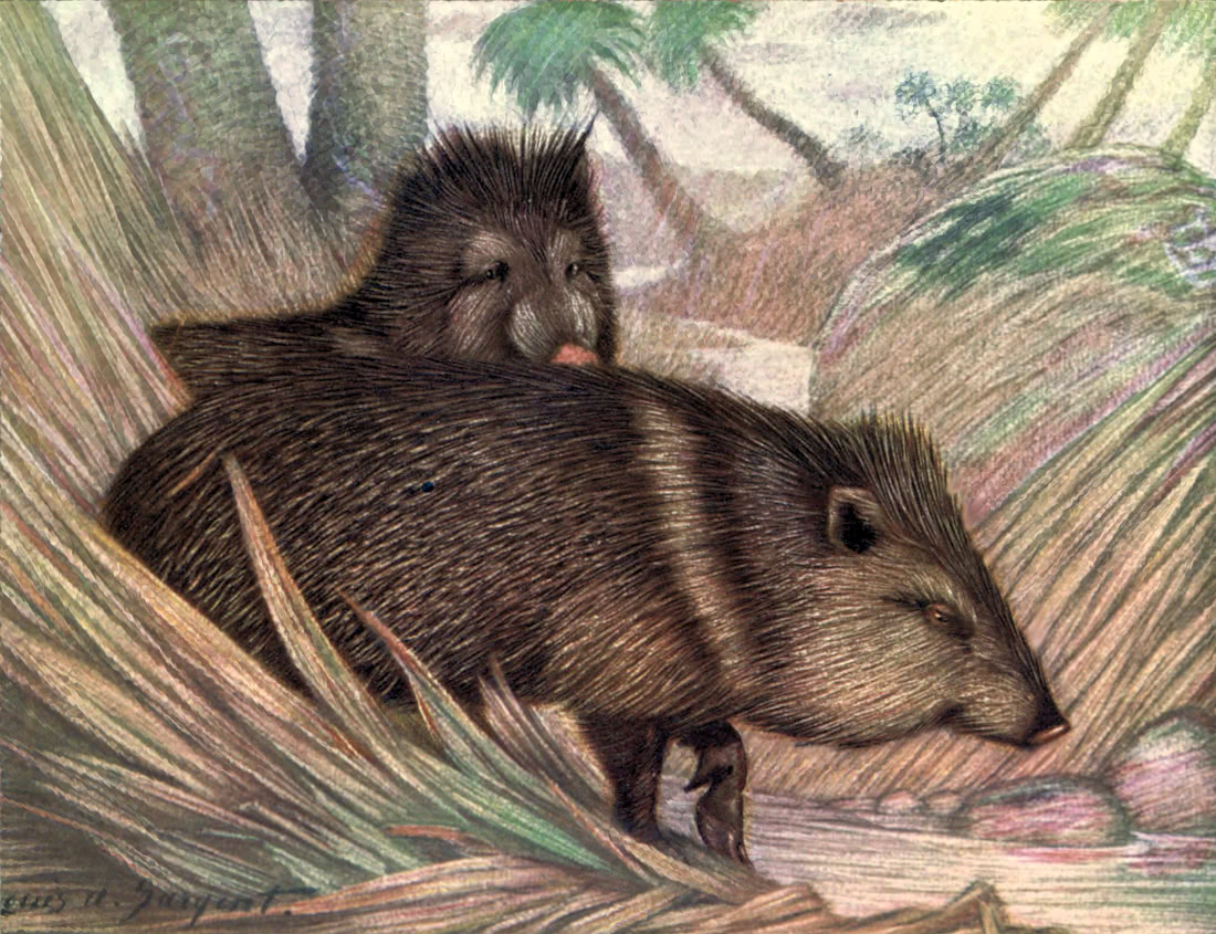 collared peccary painting