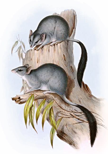 Brush-tailed phascogale  phascogale tapoatafa
