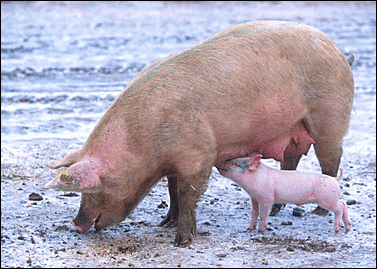Pig Sow with piglet