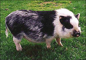 Vietnamese Potbelly Pig
