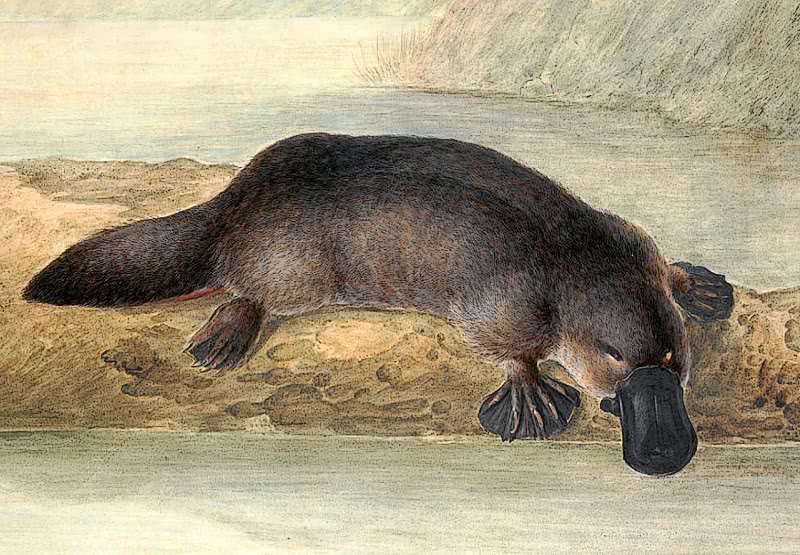 Platypus by Lewin