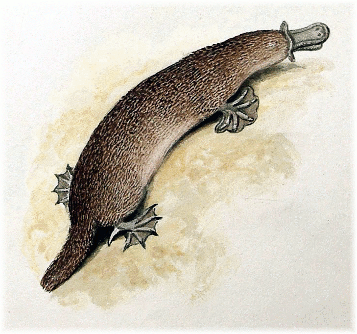 Platypus from above