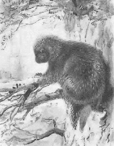 Canada porcupine