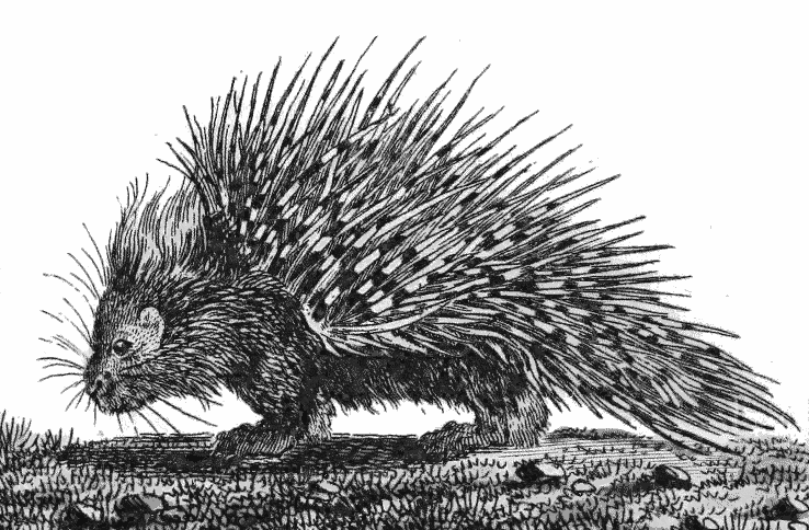 Porcupine drawing