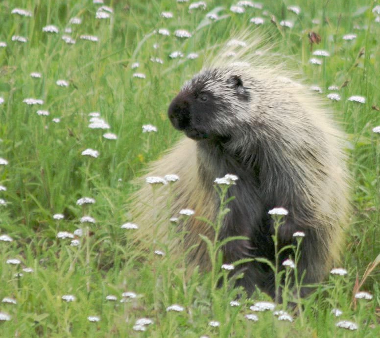Porcupine in field