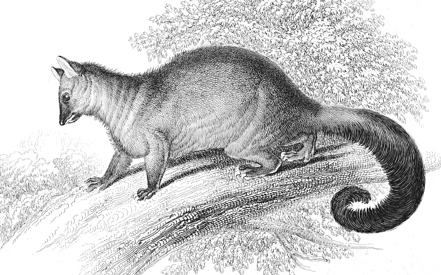 Brushtail possum  Trichosurus vulpecula