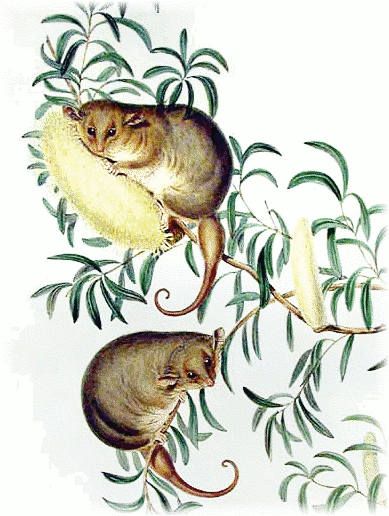 Eastern pygmy possum  Cercartetus nanus