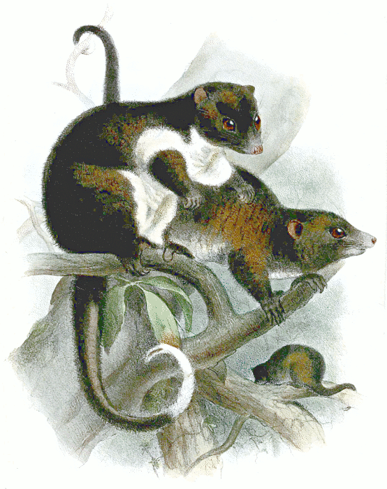 Herbert River ringtail possum  Pseudochirulus herbertensis