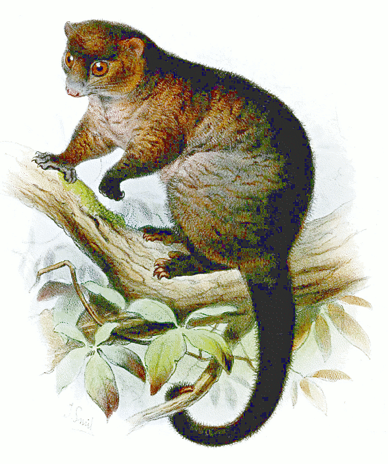 Lemur-like ringtail possum  Hemibelideus lemuroides