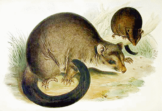 Short-eared possum  Trichosurus caninus
