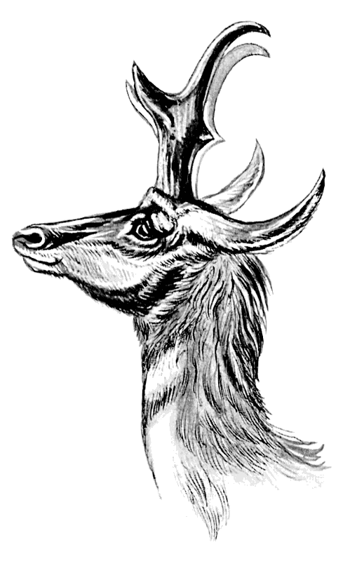 Pronghorn head and horns