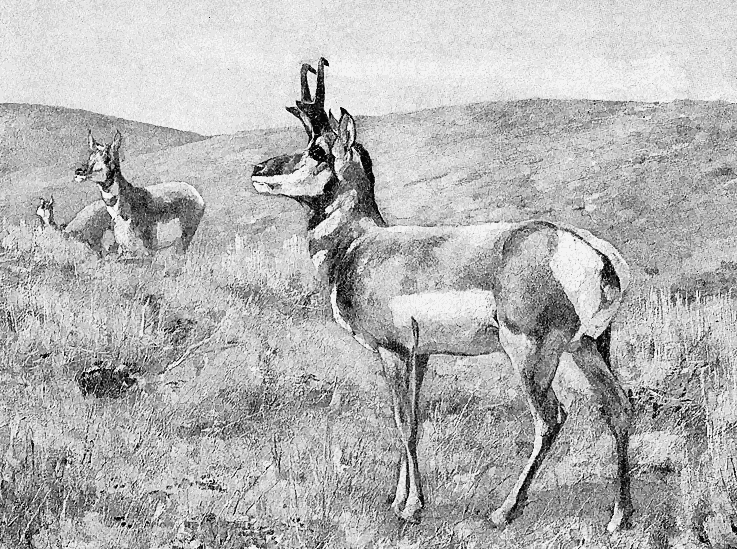 Pronghorn painting