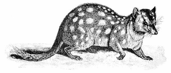 Eastern quoll sketch