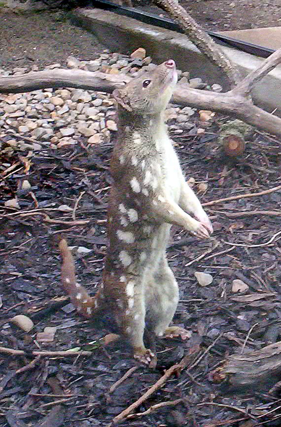 Tiger Quoll standing