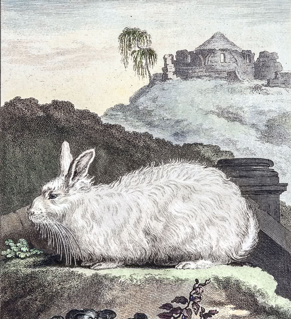 Angora rabbit 2