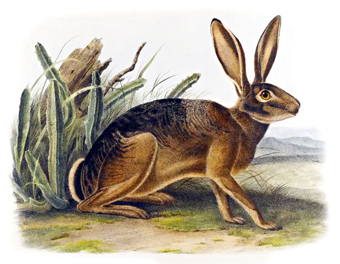 California Hare