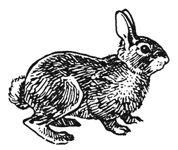 Cottontail rabbit BW