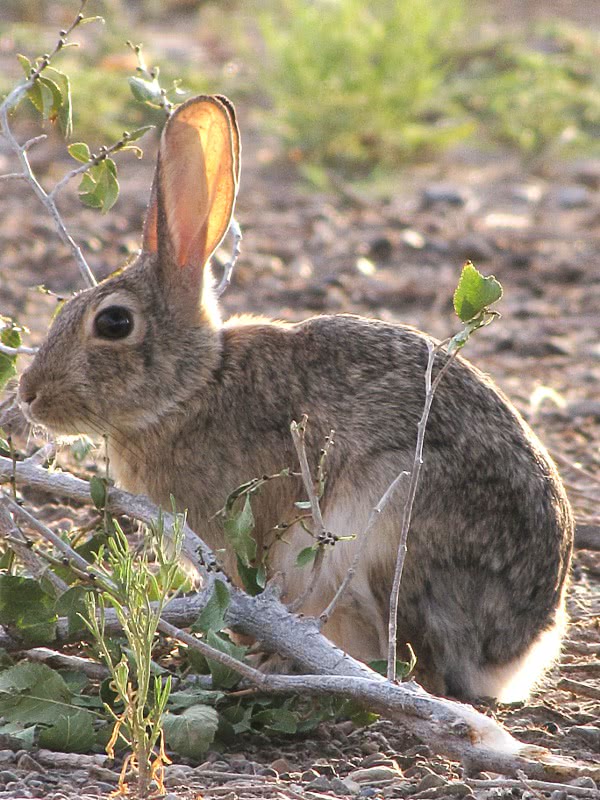 cottontail rabbit