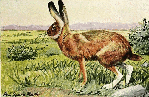 Jack Rabbit actually a Hare