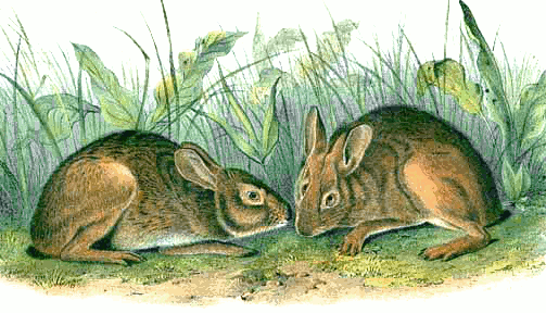 Marsh hare