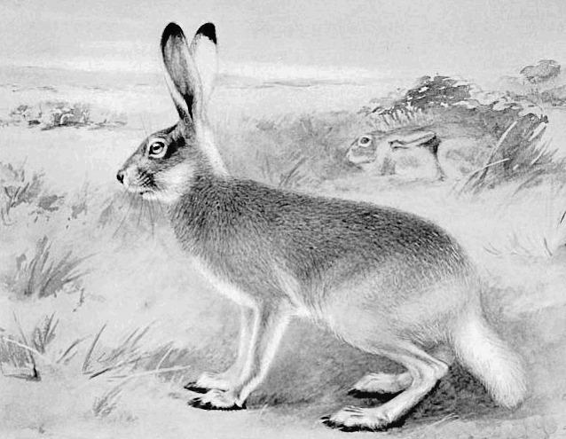 Prairie Hare