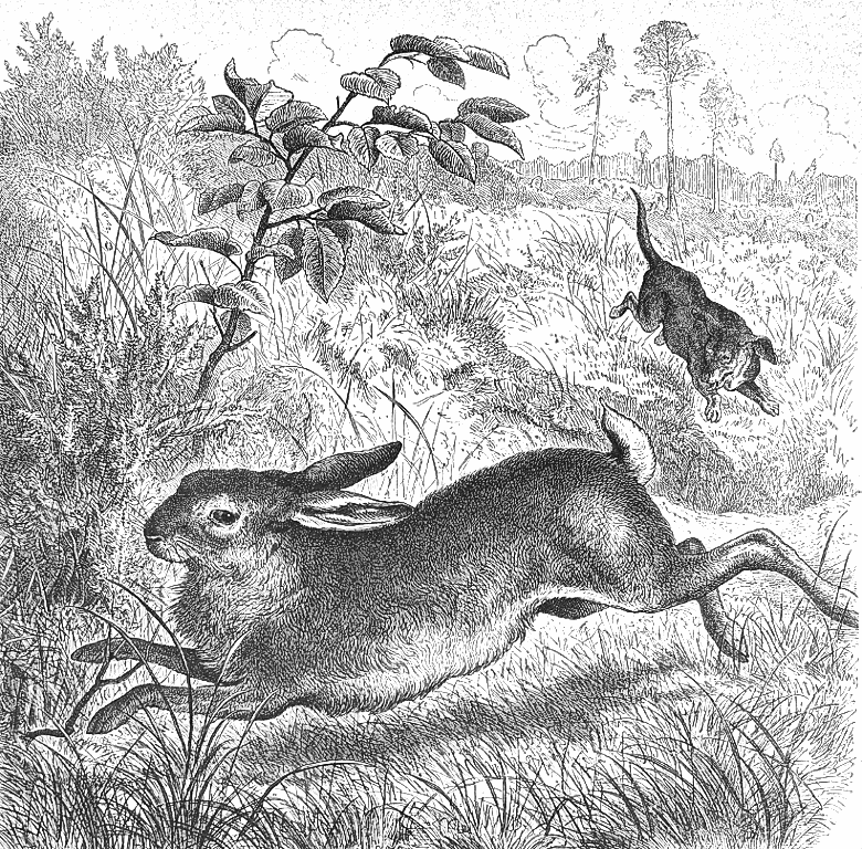 Rabbit chased by dog