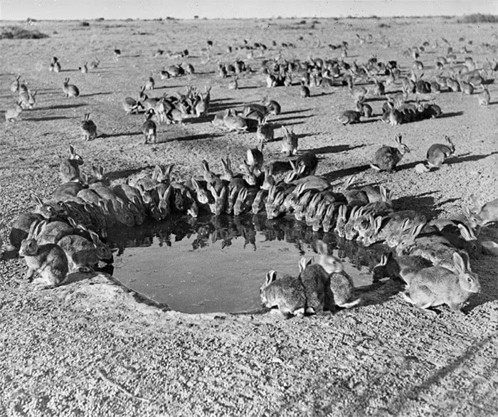 Rabbits around watering hole  Australia 1938